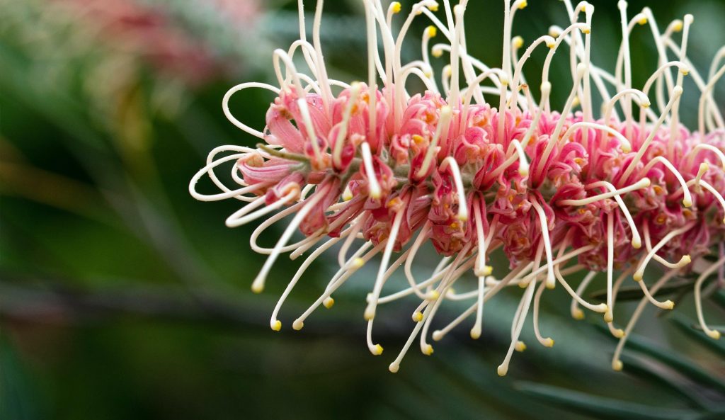 bottle brush closeup