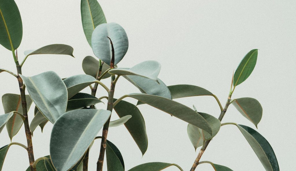 Rubberplant leaves: fees